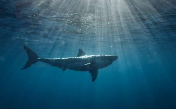 A shark swimming with light filtering in from above