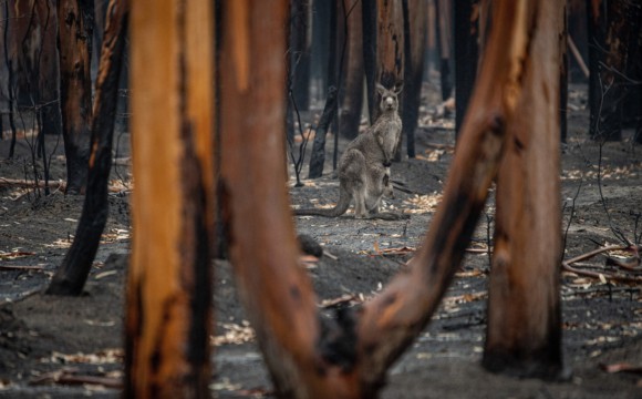 A kangaroon among burnt trees in a forest with ash on the ground