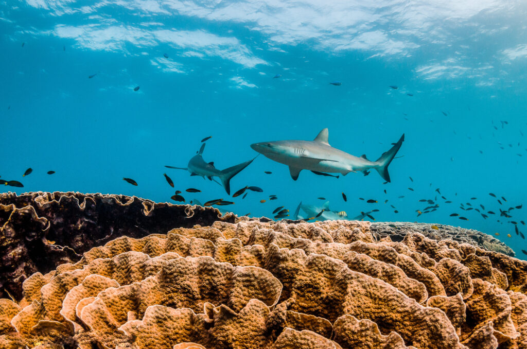 Sharks swimming over a coral reef