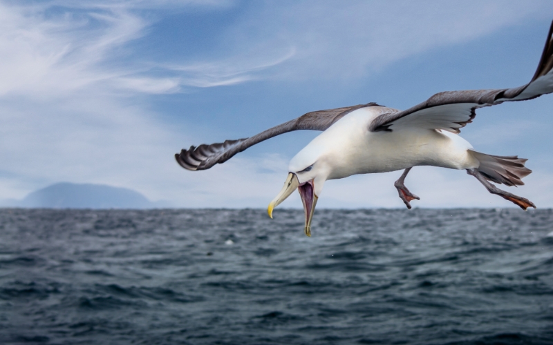 albatross flying over the ocean.