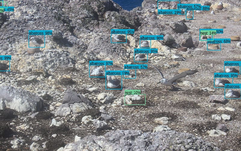 A digitally labelled photo of an albatross rookery