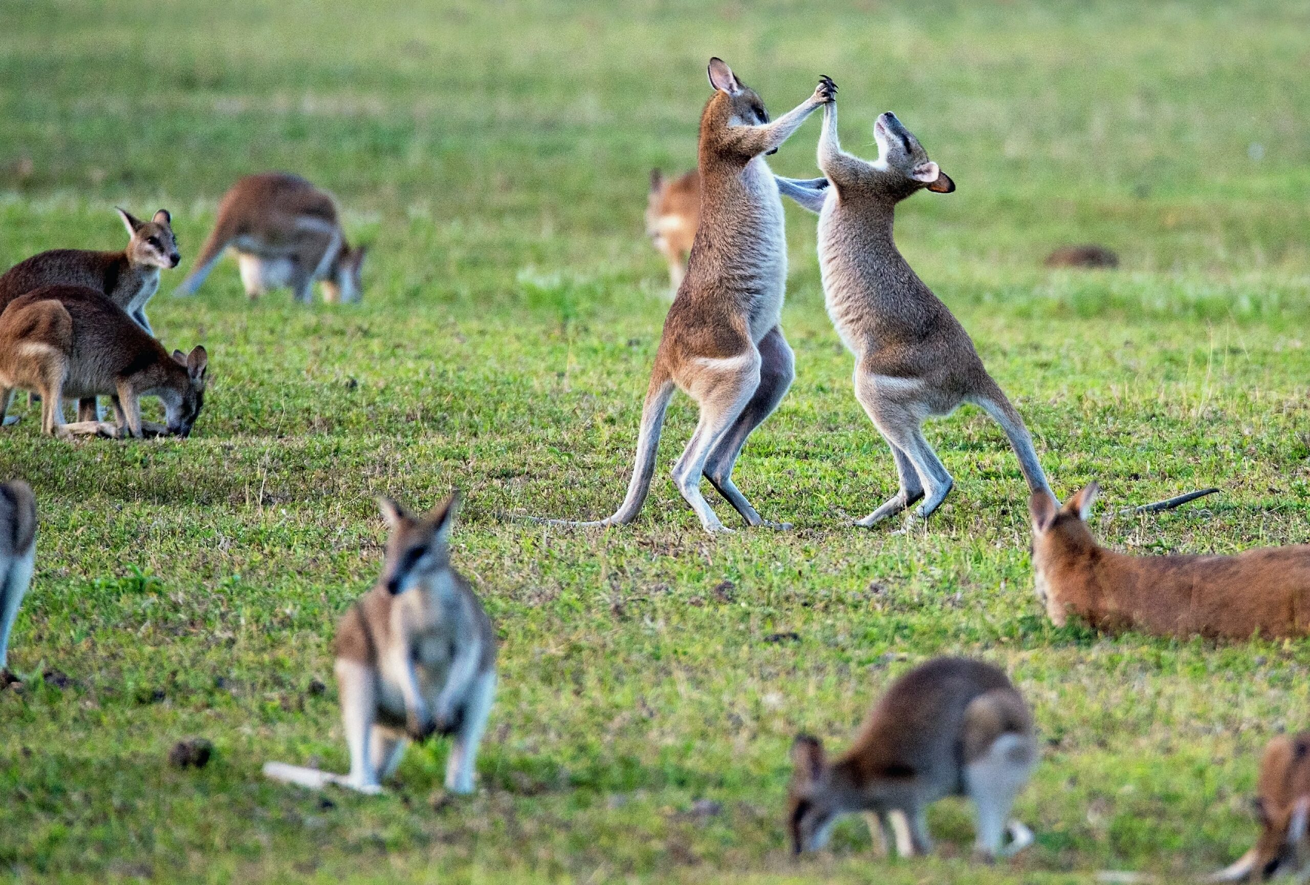 Kangaroos eating and playing
