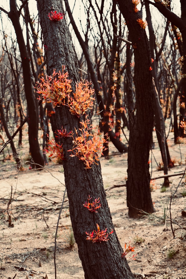 Bushfire Data Challenges