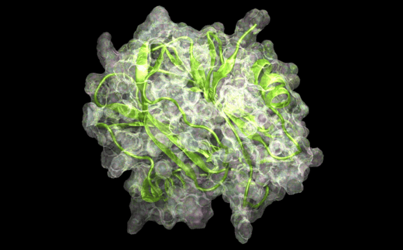 A protein, in green, with the solvent accessible surface, in white