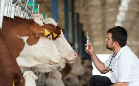 A veterinarian is preparing to inject dairy cows