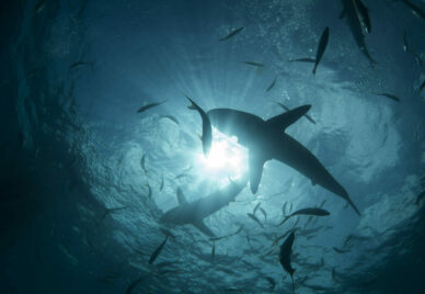 A shark swimming with light filtering in from above