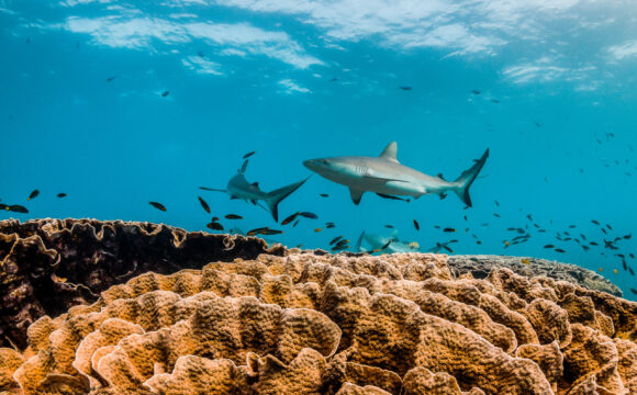 Reef Sharks schooling among colorful coral reef in clear blue oc