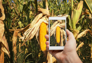 Agronomist is taking a photo of the corn field and examining cro