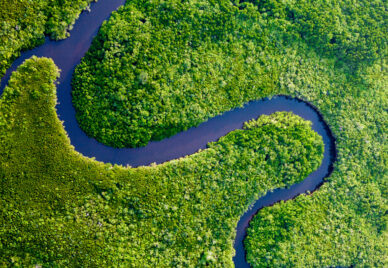 A river meandering through a forest
