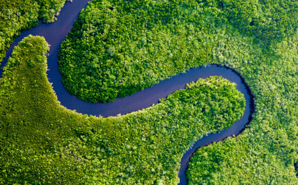 A river meandering through a forest