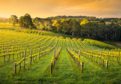 A vineyard at dawn or dusk