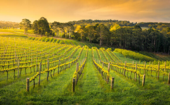 A vineyard at dawn or dusk