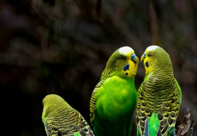 Three green parrots