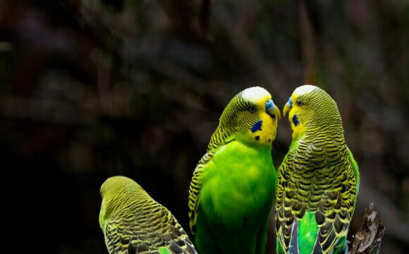 Three green parrots