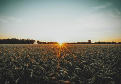 Dawn in the wheat field