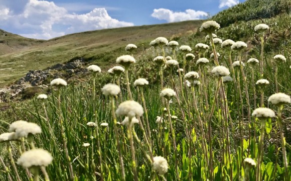 Flowers on a green hill under blue skies