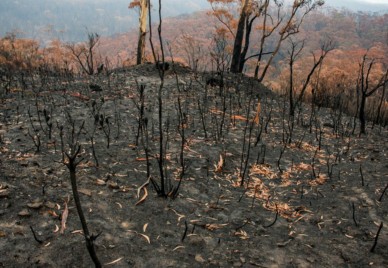 The charred remains of a hill after a bushfire