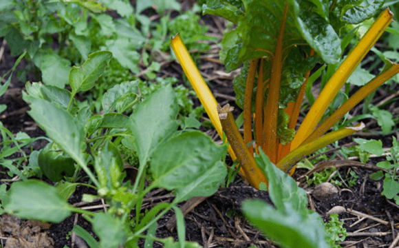 Plants with yellow stems