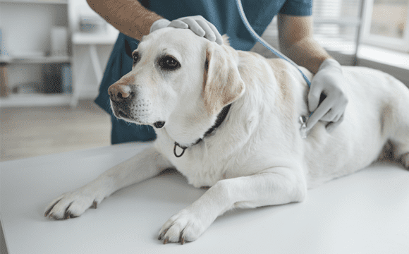 A dog being examined by a vet at a clinic