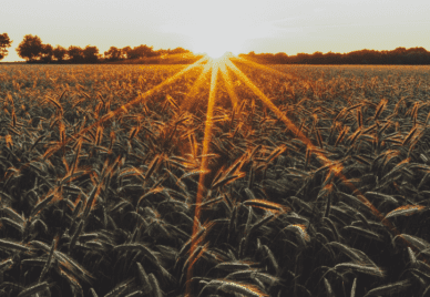 The sun rising over a field of wheat