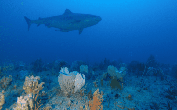 A shark swimming near a reef