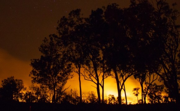 Silhouettes of tress against a bushfire