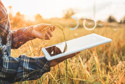 farmer holding tablet in a wheat field, looking at a strand of wheat