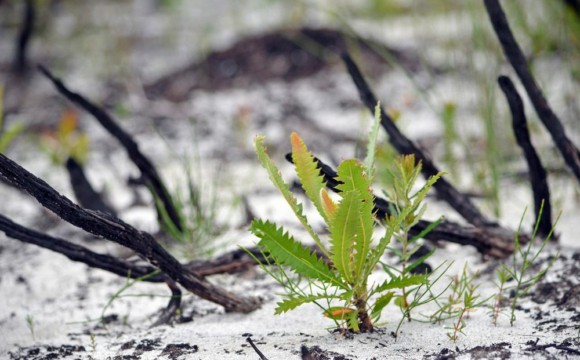 Grass growing out of ashes