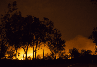Silhouettes of trees against a bushfire