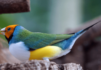 A colourful Gouldian finch
