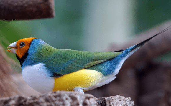 A colourful Gouldian finch