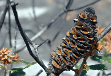 banksia seed pod opening after a bushfire