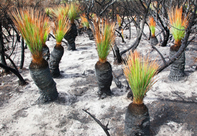 Xanthorrhoea grass trees resprouting after a bushfire - ash on the forest floor, black grass tree stumps with green grass spouting from their tops.