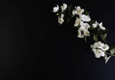 White flowers in the black background