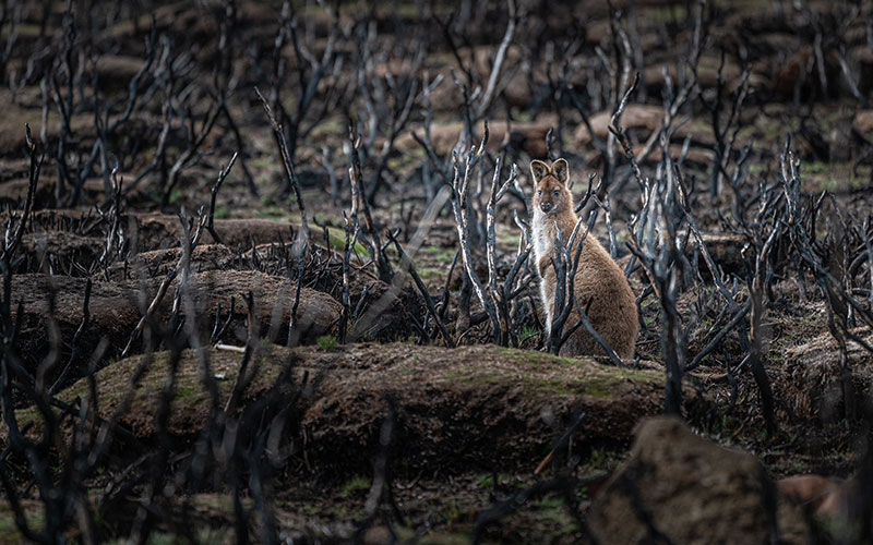 wallaby searching for food following a bushfire amidst a burnt forest