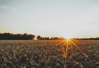 Field of wheat with sun setting in the distance