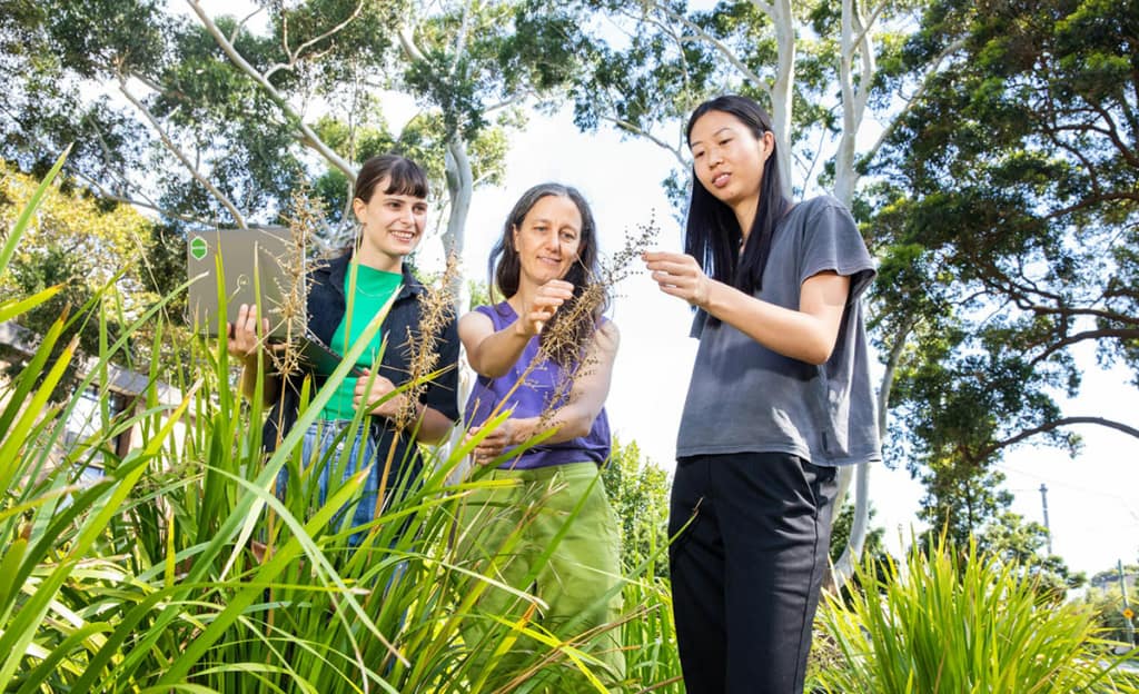 3 AusTraits team members standing looking at a plant, one holding a laptop
