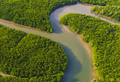 Waterways meandering through mangroves