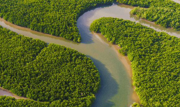 Waterways meandering through mangroves