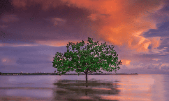 A tree in water in Darwin