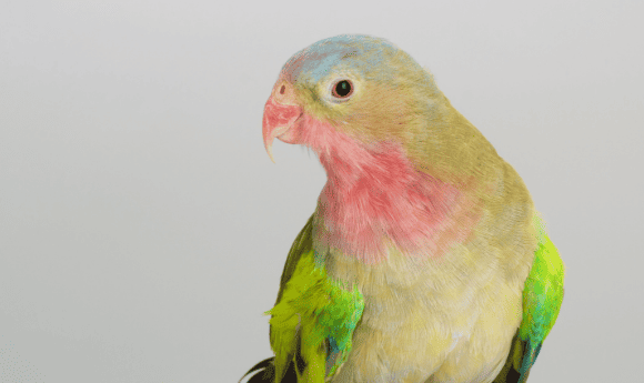 A princess parrot