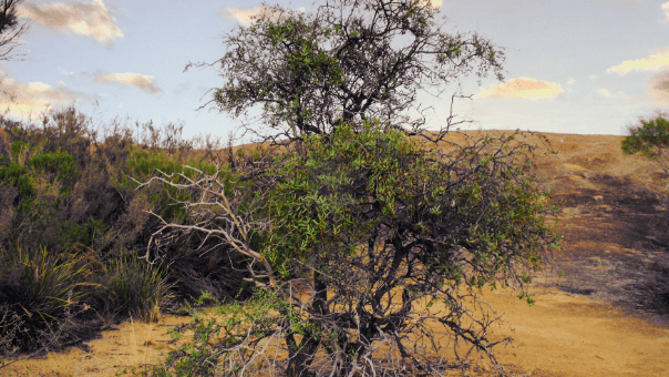 Sandalwood (Santalum spicatum) tree in bushland