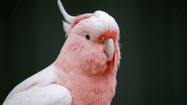 the pink cockatoo (Lophochroa leadbeateri)