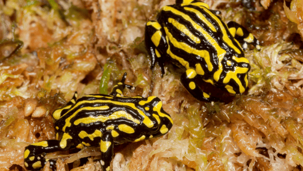 Two Southern Corroboree Frogs (Pseudophryne corroboree)