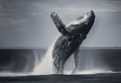 whale breaching from ocean. Credit Image — WeedZard - 583034380 / AdobeStock.com