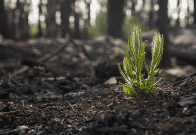 plant sprouting after bushfire