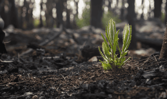 plant sprouting after bushfire