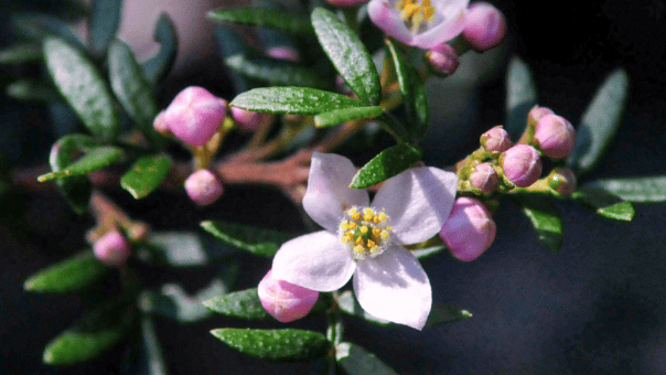 pink flowers of Boronia imlayensis, commonly known as the Mount Imlay boronia