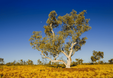 Desert landscape with Snappy Gum Tree (Eucalyptus racemosa) in Millstream Chichester national park, West Australia