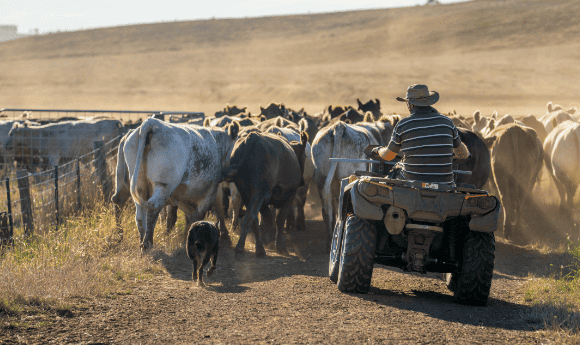 farmer on AV hearding cattle in Australia, with a sheep dog assisting.